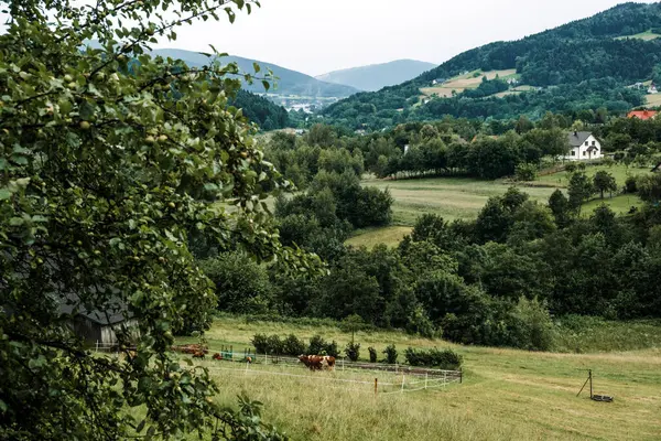Yeşil tepeler ve kırsal alanda meyve ağaçlarıyla çevrili çitli bir çayırda otlayan inek. Çevre bilinci seyahati, tarım turizmi, sürdürülebilir turizm, kırsal alanlarda yaşananlar.