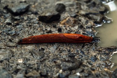 Su birikintisinin yanında ıslak çakıllar boyunca sürünen parlak kırmızı bir sümüklüböceğin yakın çekimi. Biyolojik çeşitlilik, omurgasız adaptasyon, şehir yaban hayatı, mikro ekosistemler.