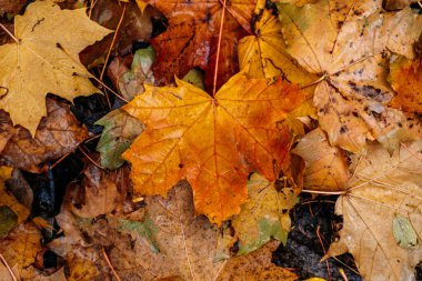 Islak akçaağaç yaprakları orman zemininde sarı, turuncu ve kahverengiye boyanmış. Mevsimsel çürüme, doğal doku, toprak tonları, sonbahar ayrıntıları..