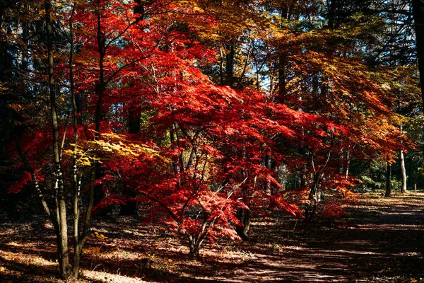 Mavi sonbahar gökyüzünün altında katmanlı kırmızı ve altın yapraklı yoğun bir orman. Orman banyosu, mevsimsel depresyon tedavisi, samimi içgözlem, duygusal resetleme.