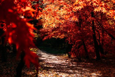 Parlayan kırmızı sonbahar yapraklarından oluşan bir gölgelik altında güneş lekeli orman yolu. Orman iyileştirme, yavaş yaşam, ruhsal sağlık, duygusal zemin.