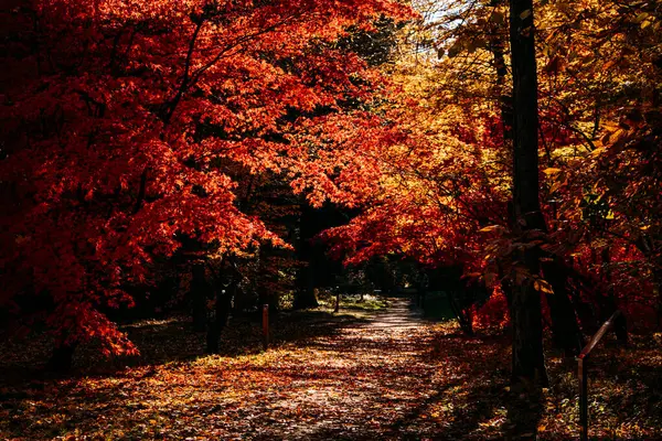 Ağaçlarla kaplı park yolu, canlı kırmızı ve sonbahar renklerinde altın yapraklarla dolu. Mevsimlik park tasarımı, şehir yeşilliği, sonbahar erişilebilirliği, kapsayıcı açık hava planlaması.