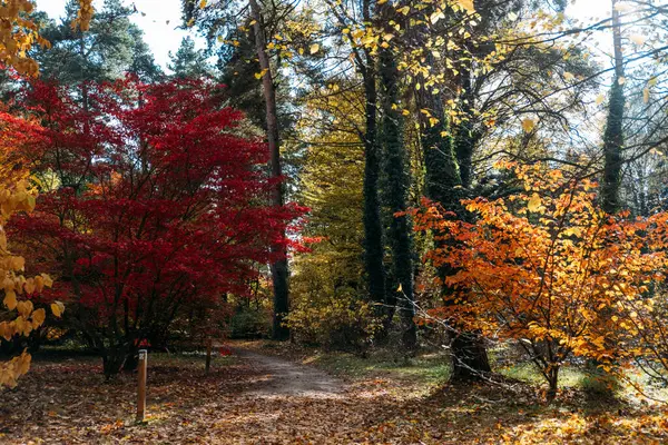Sonbahar yapraklarının zirvesi sırasında kırmızı ve turuncu ağaçlarla kaplı renkli orman yolu. Mevsimsel değişim, sonbahar yeşilliği, sonbahar sembolizmi, duygusal dönüşüm.