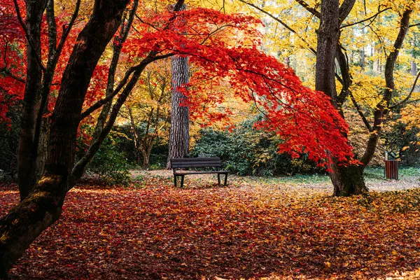 Sonbahar yapraklarıyla kaplı bir parktaki kırmızı ve altın ağaçların altındaki boş bank. Mevsimlik park tasarımı, şehir yeşilliği, sonbahar erişilebilirliği, halka açık oturma.