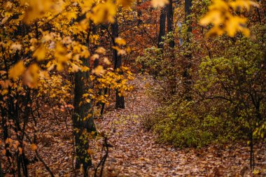 Yapraklarla kaplı patika sessiz bir ormanda sık sonbahar yaprakları arasında süzülüyor. Sonbahar depresyonu, duygusal yalnızlık, mevsimsel içgözlem, sessiz orman terapisi..