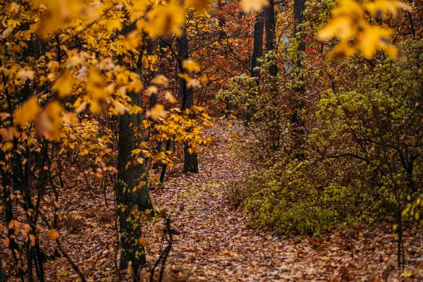 Yapraklarla kaplı patika sessiz bir ormanda sık sonbahar yaprakları arasında süzülüyor. Sonbahar depresyonu, duygusal yalnızlık, mevsimsel içgözlem, sessiz orman terapisi..
