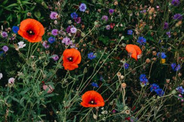 Büyüyen bir bahçe ekosisteminde mor ve mavi kır çiçeklerinin karışımıyla çevrili canlı kırmızı gelincikler. Doğa yoluyla duygusal iyileşme, çiçek terapisi, tedavi edici manzaralar, yeşil farkındalık