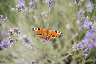 Kanatlarında çarpıcı göz desenleri olan turuncu bir kelebek çiçek tarlasında açan lavanta çiçeğine dayanır. Kelebek koruma, tozlaştırıcı bahçeleri, biyolojik çeşitlilik desteği, ekolojik