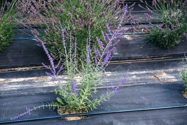 Tek lavanta bitkisi, sürdürülebilir bitki tarlasında birleşik damla sulama ile biyolojik olarak çözünebilir ot kontrol kumaşında büyüyor. Çevre dostu tarımda yenilikler, düşük etkili tarım