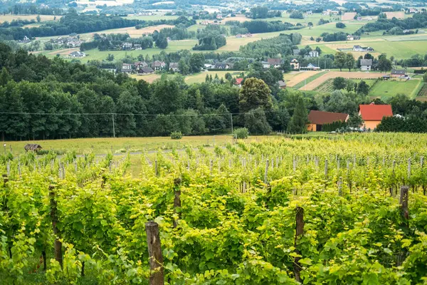 Dağınık evleri ve bulutlu bir gökyüzünün altında uzak tepeleri olan bir vadi boyunca uzanan üzüm bağları. Üzüm bağında yürüyüş, yaz turizmi, eko-inziva, sürdürülebilir turizm. Yüksek kalite fotoğraf
