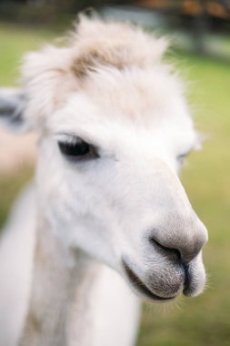 Dışarıdaki bir çiftlik ortamında yumuşak kürklü ve sakin ifadeli beyaz alpakaların aşırı yakın çekimi. Sürdürülebilir moda, geri dönüşümlü tekstil, doğal lifler, düşük etkili tarım. Yüksek kalite