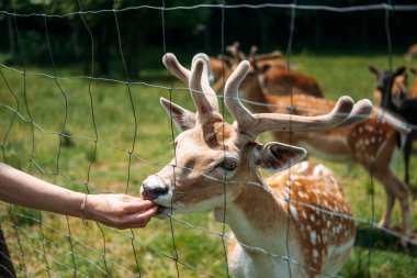 Geyik, açık hava ortamında akıllı gözlük takan biri tarafından tel örgülerden elle besleniyor. Açık hava eğitimi, aile çevre turizmi, etkileşimli öğrenme, sorumlu hayvan besleme. Yüksek kalite