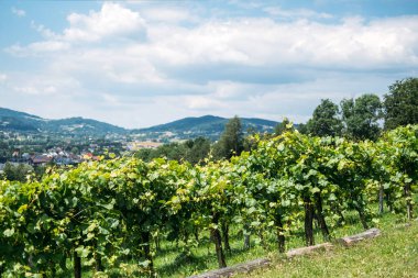 Verimli yeşil üzüm bağı sıraları, yüksek ağaçlarla çevrili kırmızı kiremitli çatıları olan bir evin yakınında yetişir. El yapımı şarap, yerel şarapçılar, mikro şaraphaneler, kırsal girişimcilik. Yüksek kalite fotoğraf