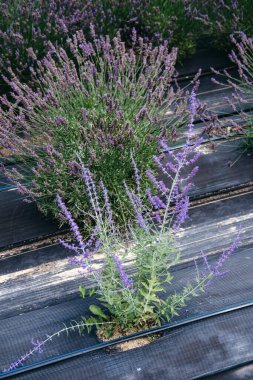 Tek lavanta bitkisi, sürdürülebilir bitki tarlasında birleşik damla sulama ile biyolojik olarak çözünebilir ot kontrol kumaşında büyüyor. Çevre dostu tarımda yenilikler, düşük etkili tarım