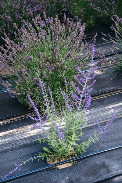 Tek lavanta bitkisi, sürdürülebilir bitki tarlasında birleşik damla sulama ile biyolojik olarak çözünebilir ot kontrol kumaşında büyüyor. Çevre dostu tarımda yenilikler, düşük etkili tarım