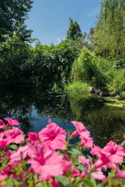 Berrak mavi bir gökyüzünün altında yemyeşil bir göletin çevresini çevreleyen canlı pembe çiçeklerin yakın çekimi. Yaz çiçekleri, doğal güzellik, çiçekli ön plan, sakin su manzarası. Yüksek kalite fotoğraf