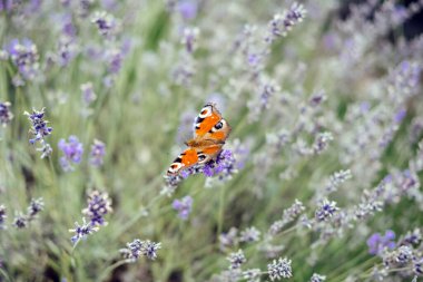 Göz benzeri kanat desenleri olan canlı bir turuncu kelebek yumuşak odaklı bir alandaki çiçek açan lavantanın üzerine nazikçe oturur. Dikkatli gözlem, duyusal sakinlik, görsel terapi, ekolojik meditasyon...