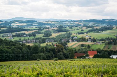 Dağınık evleri ve bulutlu bir gökyüzünün altında uzak tepeleri olan bir vadi boyunca uzanan üzüm bağları. Üzüm bağında yürüyüş, yaz turizmi, eko-inziva, sürdürülebilir turizm. Yüksek kalite fotoğraf