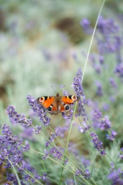 Avrupalı bir tavus kuşu kelebeği canlı bir yaz çayırında açan lavanta çiçeklerine dayanır. Tozlaştırıcı koruma, yerli türlerin korunması, ekolojik bahçıvanlık, biyolojik çeşitlilik desteği. Yüksek kalite