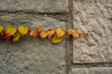 Sonbaharda taş bir duvarda sarmaşık sürünüyor. Yakın çekim, insan yok..