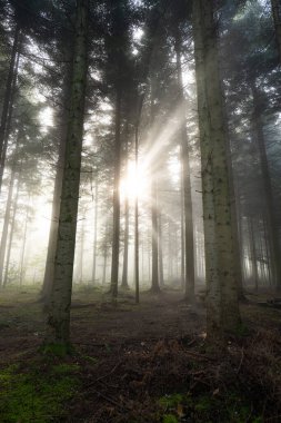 Sonbahar sisli orman sahnesi yükselen güneşin sabah sisinin içinden ışıldadığı. Geniş açı, karamsar, insan yok, Avrupa.