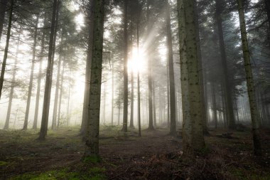 Sonbahar sisli orman sahnesi yükselen güneşin sabah sisinin içinden ışıldadığı. Geniş açı, karamsar, insan yok, Avrupa.