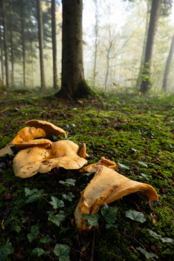 Ekim ayında Avrupa 'daki ormanda vahşi sonbahar mantarları yetişiyor. Yakın çekim, insan yok...