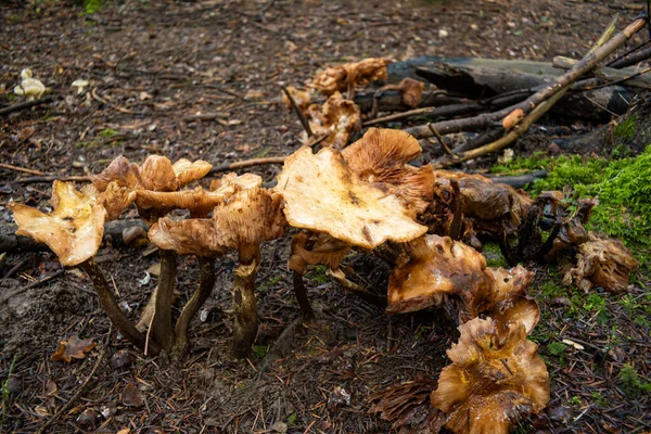 Wilde Herbstpilze Wachsen Oktober Den Wäldern Europas Nahaufnahme Keine Menschen — Stockfoto