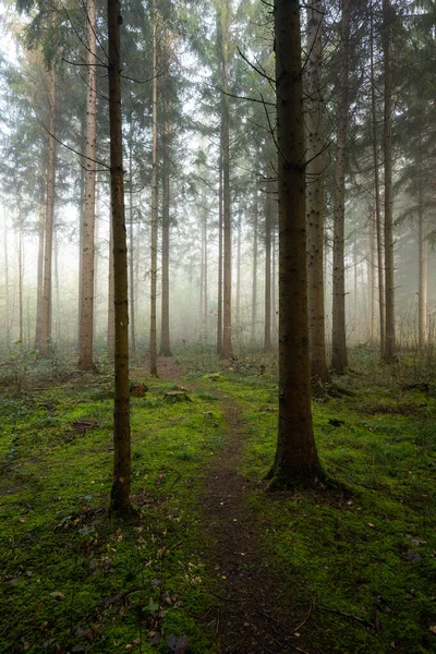 Höstens Skogsstig Vackert Lövverk Inga Människor Dimmig Skogsscen — Stockfoto