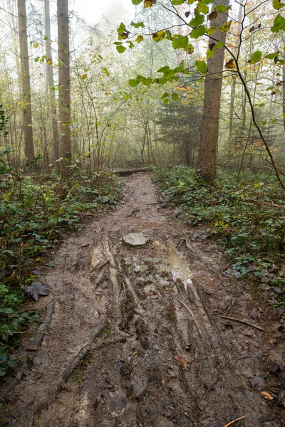 Herbstlicher Waldweg Aus Fußweg Matschweg Mit Kleinen Pfützen Keine Menschen — Stockfoto