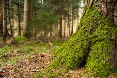 Green moss growing on the roots of a tree trunk in a forest in Europe. Low angle show, shallow depth of field, no people.