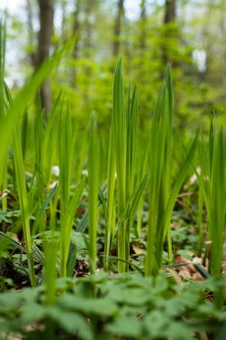 Taze bahar uzun yeşil çimenler orman zemininde. Düşük, yer seviyesinde makro çekim, insan yok..