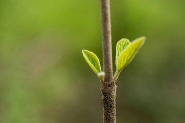 İlkbaharda yeşil yapraklar ormanda büyüyen küçük bir dalda filizlenir. Macro shot, insan yok.