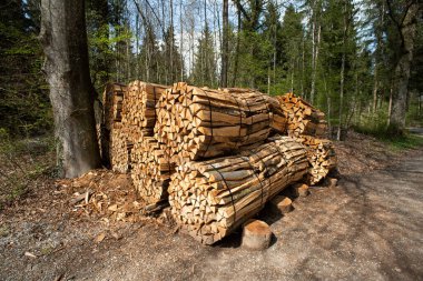 Avrupa 'da bir ormanda kesilmiş ve yakacak odun yığını. Orman işleri, geniş açılı manzara, güneşli bir gün, insan yok.