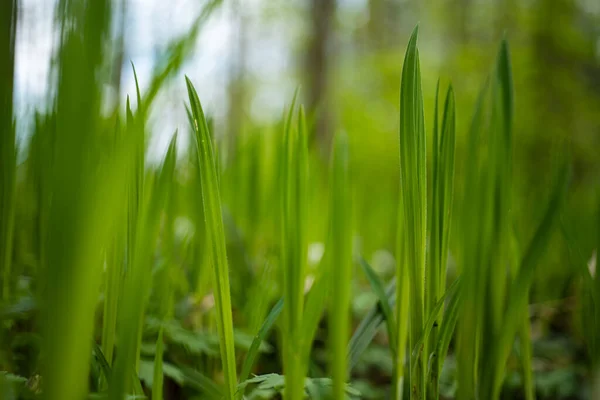 新鲜的春天 高高的青草叶落在森林的地板上 底层宏观射击 没有人 — 图库照片