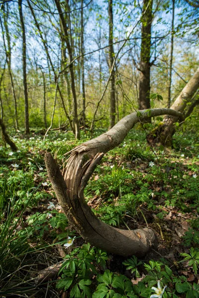 Kleiner Zersplitterter Baumstamm Einem Wald Europa Weitwinkelblick Umgestürzter Baum Keine — Stockfoto