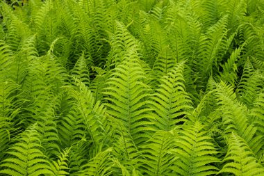 Yeşil eğrelti otu çalısı. Üst manzara, insan yok.