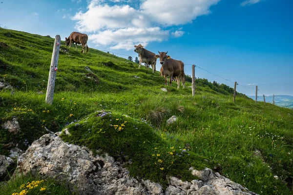 Cows grazing on green pastures in the Swiss Alps. Sunny summer day, no people.