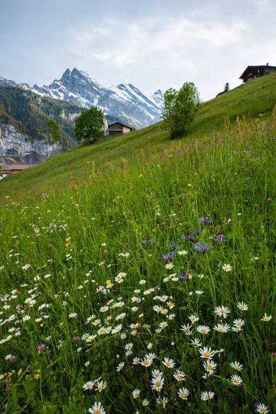 Flor Silvestre Florescente Pasto Verde Nos Alpes Suíços Vista Ampla — Fotografia de Stock