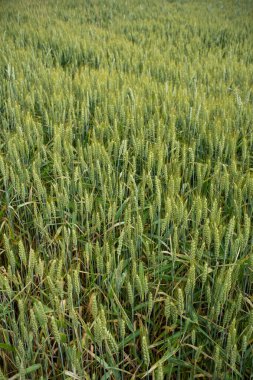 Yeşil buğday tarlası Avrupa 'da altın sarısına dönüyor. Üst manzara, insan yok..