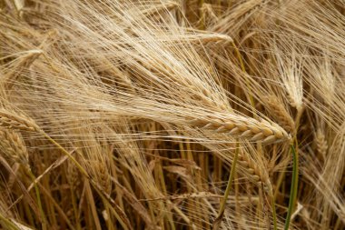 Avrupa 'da olgunlaşmış altın sarısı buğday tarlası. Üst manzara, insan yok.