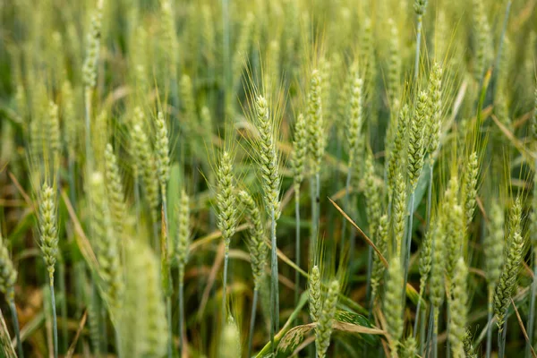 Zelené Pšeničné Pole Zlatavě Žloutne Evropském Poli Horní Pohled Žádní — Stock fotografie