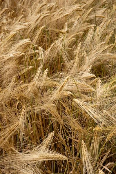 Reifes Goldgelbes Weizenfeld Europa Von Oben Gesehen Keine Menschen — Stockfoto