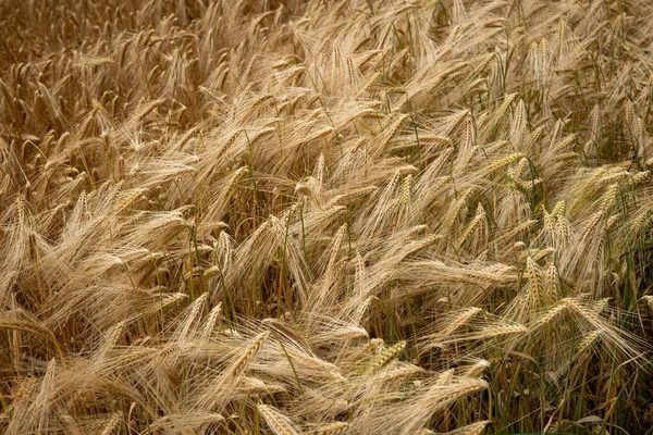 Zralé Zlaté Pšeničné Pole Evropě Horní Pohled Žádní Lidé — Stock fotografie