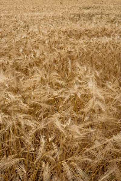 Avrupa Olgunlaşmış Altın Sarısı Buğday Tarlası Üst Manzara Insan Yok — Stok fotoğraf