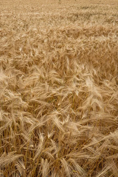 Champ Blé Jaune Doré Mûr Europe Vue Dessus Pas Personnes — Photo