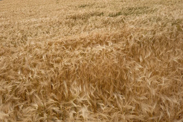 유럽의 황금빛밀 밭에서 자라고 있습니다 위에서 아무도 — 스톡 사진