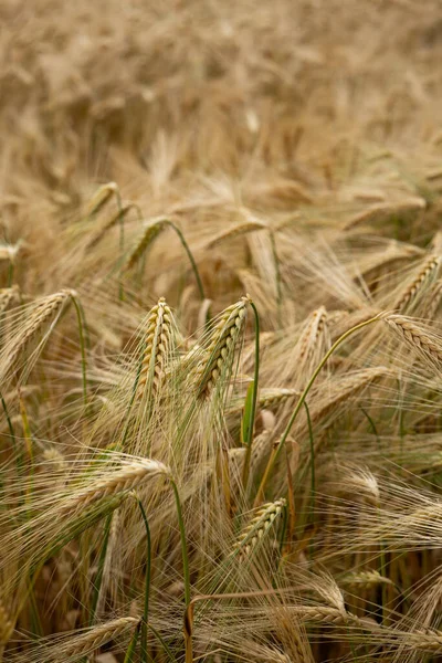Avrupa Olgunlaşmış Altın Sarısı Buğday Tarlası Üst Manzara Insan Yok — Stok fotoğraf