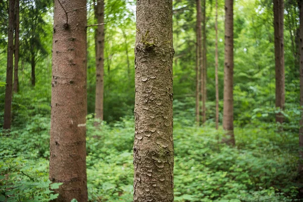 Hohe Bäume Und Üppig Grüne Vegetation Einem Wald Europa Bewölkter — Stockfoto