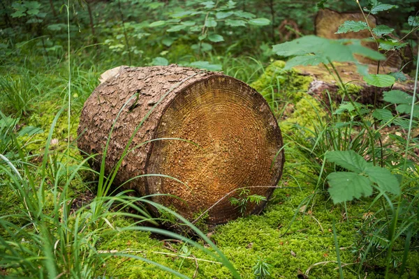 木の切り株を切るか 緑の森の床にログインします 林業の仕事 トップビュー — ストック写真